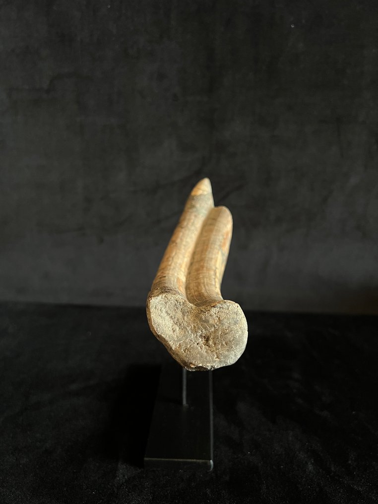Ιπποπόταμος - Απολιθωμένο δόντι - Hexaprotodon - 4.5 cm - 16.5 cm #2.1