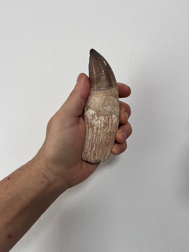 Mosasaur - Απολιθωμένα δόντια - 14 cm - 5 cm  (χωρίς τιμή ασφαλείας) #1.0