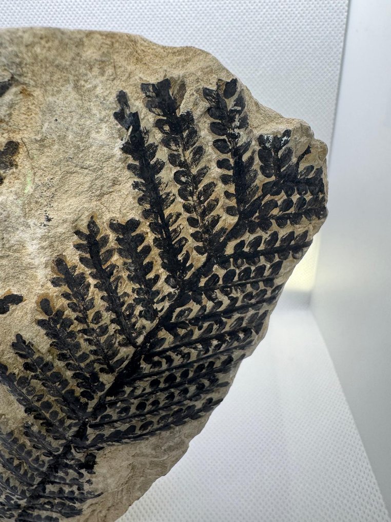 Samambaia - Planta fossilizada - PECOPTERIS - 21 cm - 13 cm (Sem preço de reserva) #2.1