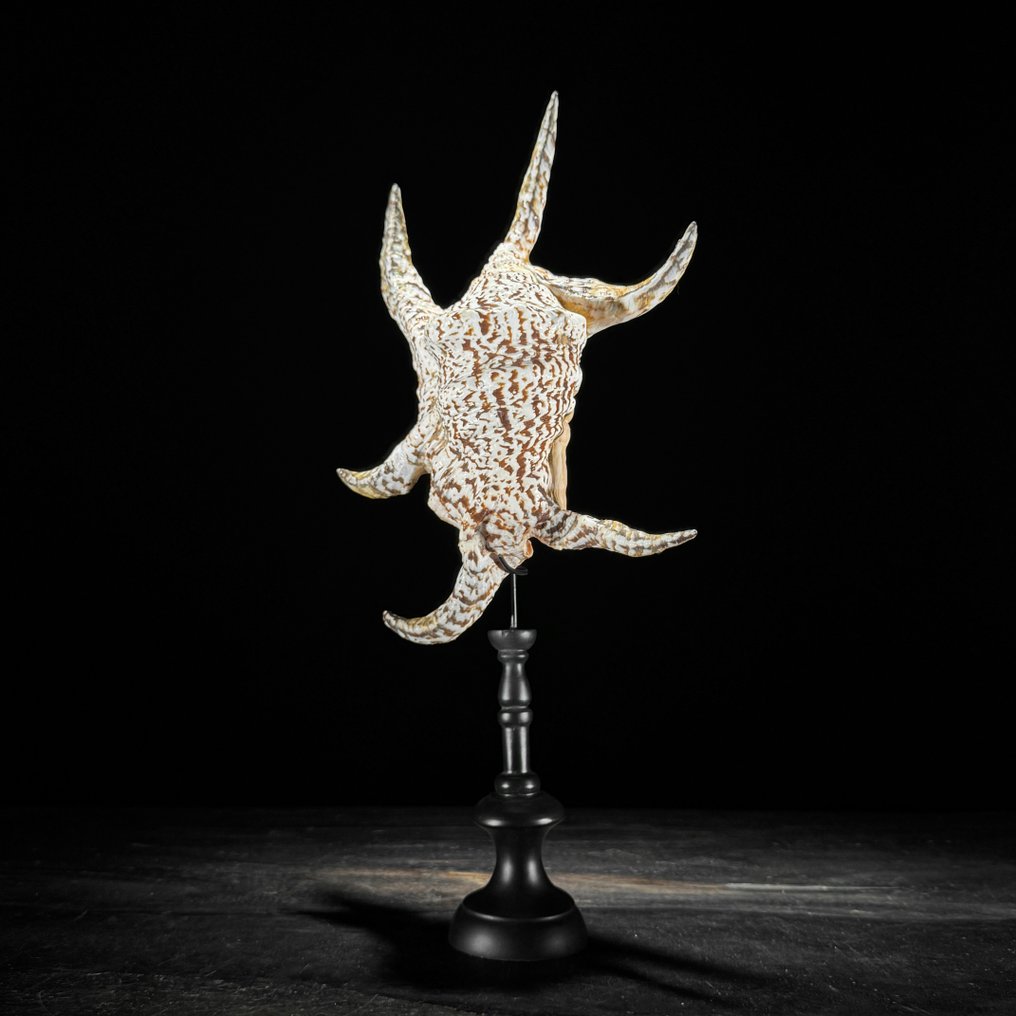 Εντυπωτικό ζευγάρι από κοχύλια Spider Conch και Melo Amphora σε προσαρμοσμένη βάση. Κοχύλι - Melo Amphora & Lambis lambis (χωρίς τιμή ασφαλείας) #3.2