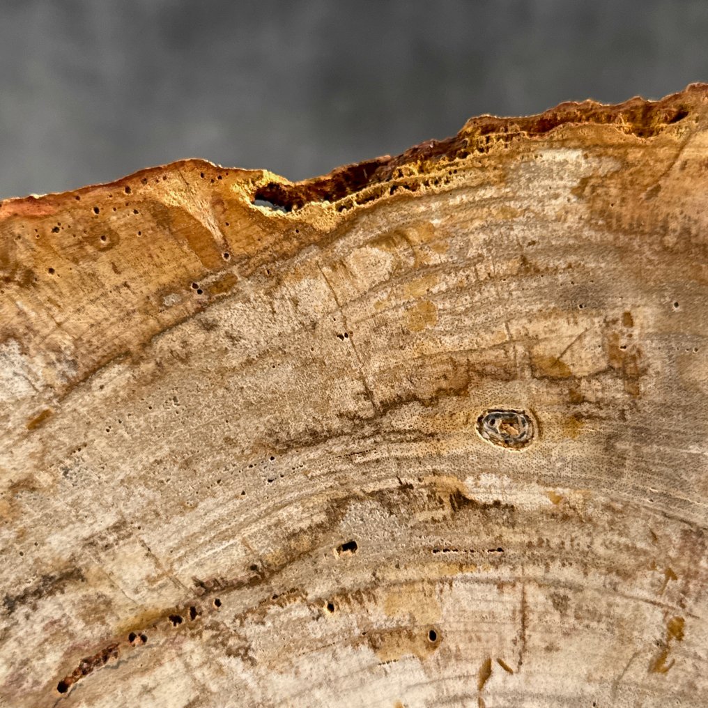 令人惊叹的化石木片,放置在定制底座上。 - 化石木材 (没有保留价) #3.2