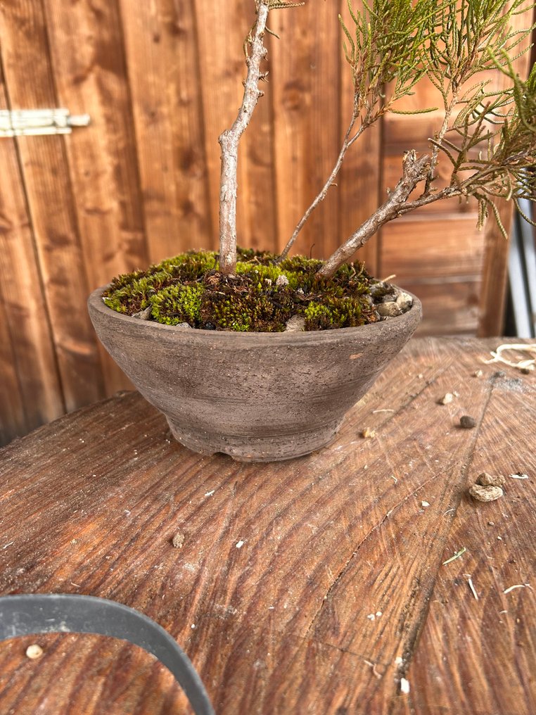 Juniper bonsai (Juniperus) - 高度 (樹): 35 cm - 深度 (樹): 25 cm - 歐洲 #4.3