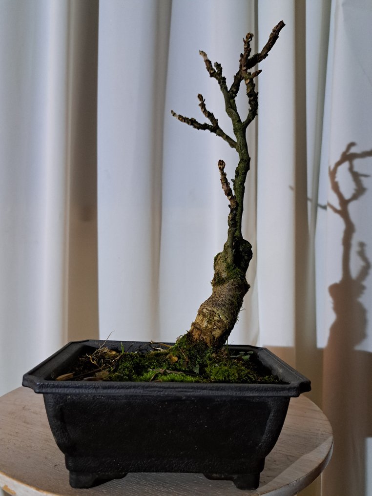 Wisteria bonsai - Ύψος (Δέντρο): 30 cm - Βάθος (Δέντρο): 15 cm - Ιαπωνία #1.0