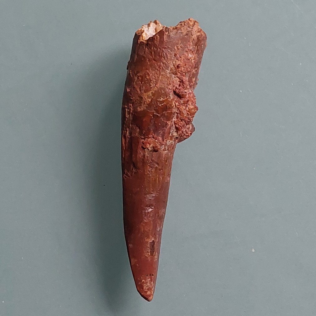 Δεινόσαυρος - Απολιθωμένο δόντι - Spinosaurus aegyptiacus - 90 mm - 25 mm #2.1