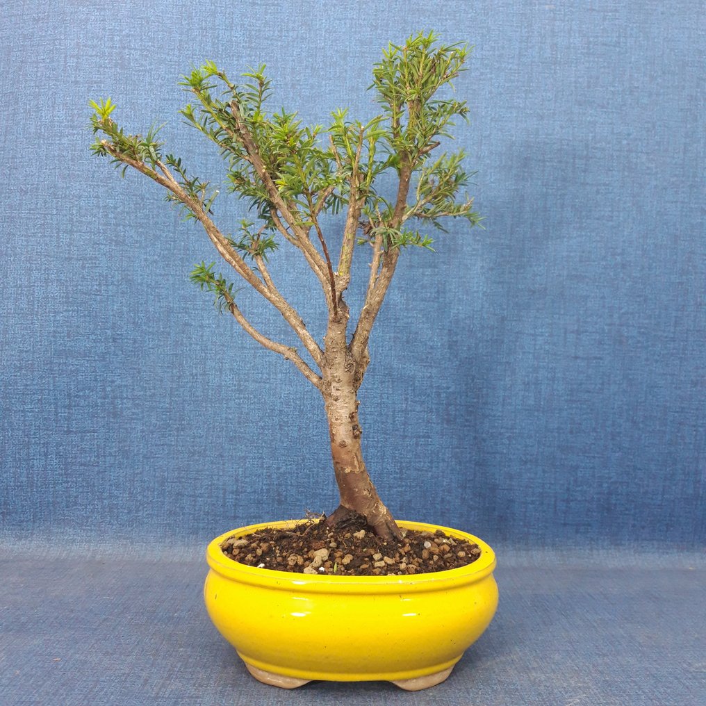 紫衫盆景（紫衫属） - 高度 (树干): 32 cm - 深度 (树干): 23 cm - 西班牙 #4.3