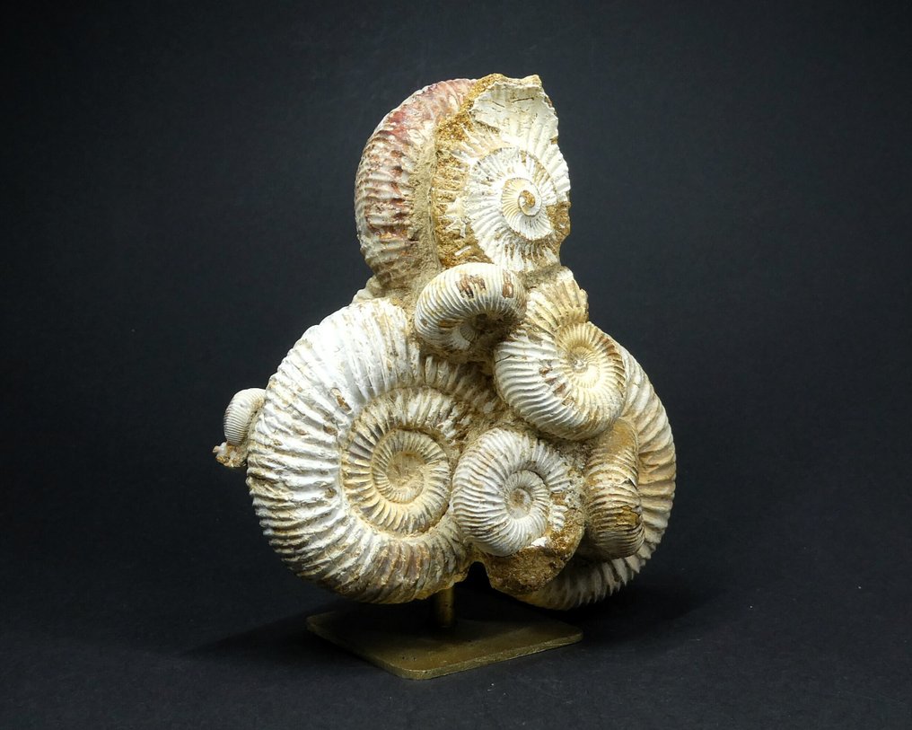 Ammonit - Forstenet dyr - Perisphinctes sp. - 12 cm (Ingen mindstepris) #1.0