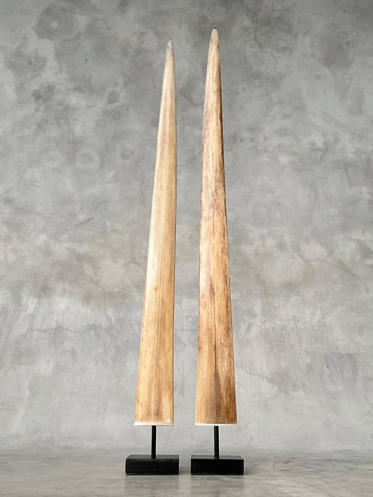 无底价——一对大型剑鱼吻部，放置在定制支架上。 架立式喙飾 - Xiphias Gladius - 72 cm - 7 cm - 7 cm- 非《瀕臨絕種野生動植物國際貿易公約》物種 -  (2) #4.3