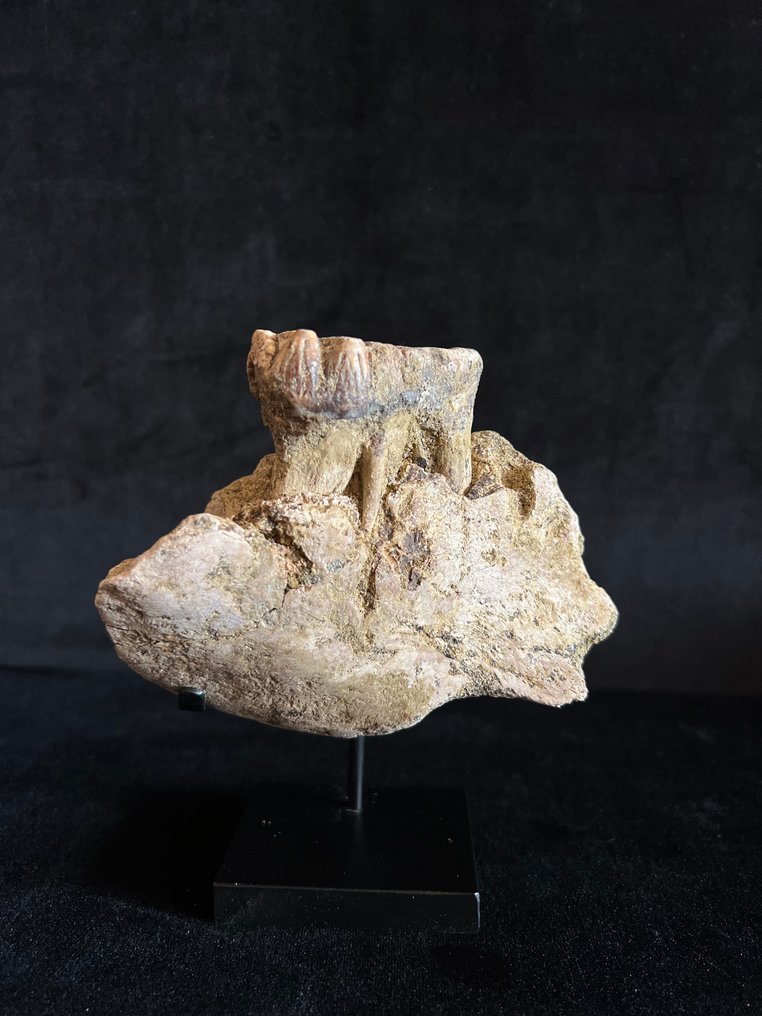 Mastodon - Απολιθωμένα δόντια - Stegodon - 7.5 cm - 11.5 cm #1.0