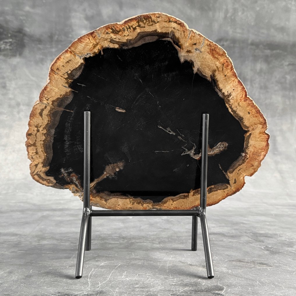 令人惊叹的化石木片，放置在定制底座上。 - 化石木材  (沒有保留價) #1.0