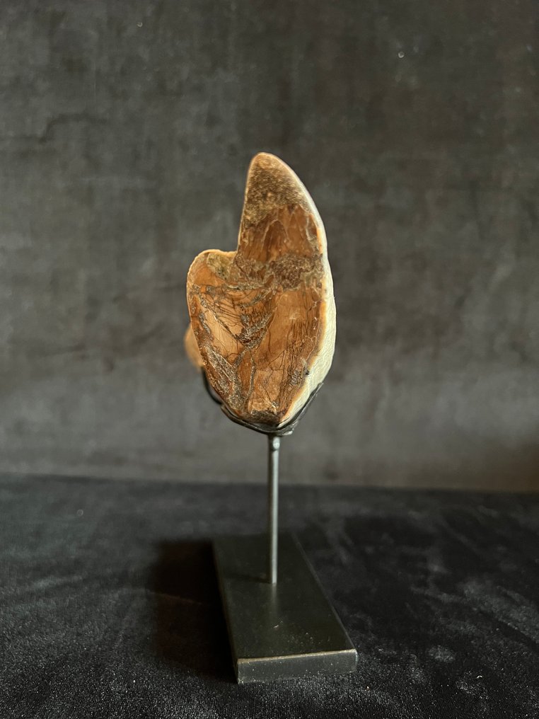 Ιπποπόταμος - Απολιθωμένο δόντι - Hexaprotodon - 4.5 cm - 16.5 cm #3.2