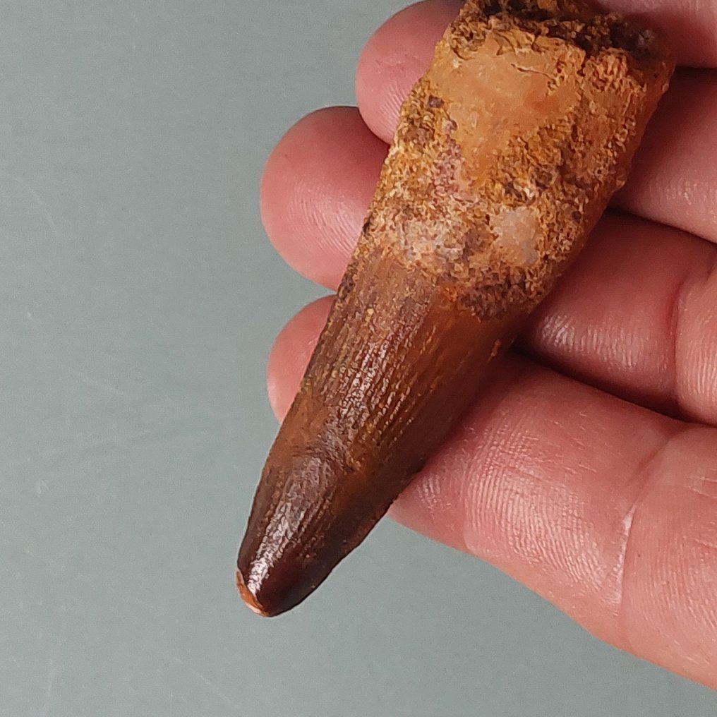 Δεινόσαυρος - Απολιθωμένο δόντι - Spinosaurus aegyptiacus - 72 mm - 20 mm  (χωρίς τιμή ασφαλείας) #1.0