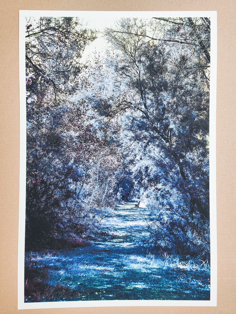 Viet Ha Tran - Blue forest #1.0