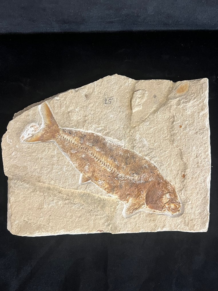 Fish - Απολιθωμένος σκελετός - Chirocentrites - 16 cm - 20.5 cm #1.0
