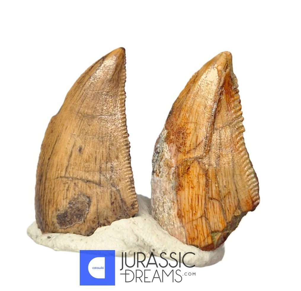 Fosszilis fogak - Set of 2 Unusual Huge Serrated Majungasaurus crenatissimus Abelisaurid Dinosaur Teeth  (Nincs minimálár) #3.2