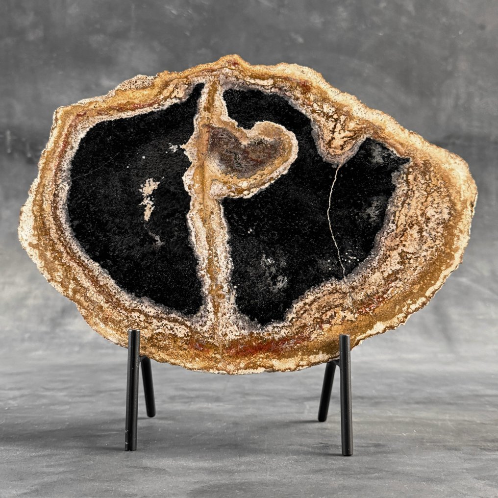 一块美妙的化石化棕榈根片，放在定制的底座上。 - 化石木材 - Palma Fossile  (沒有保留價) #2.1