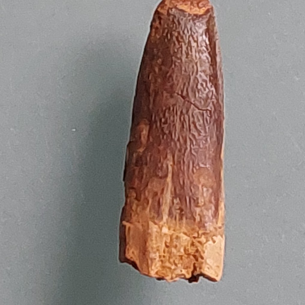 稀有的牙齿，来自Rebbachisaurus，28毫米。 - 牙齒化石 - 35 mm - 12 mm #3.2