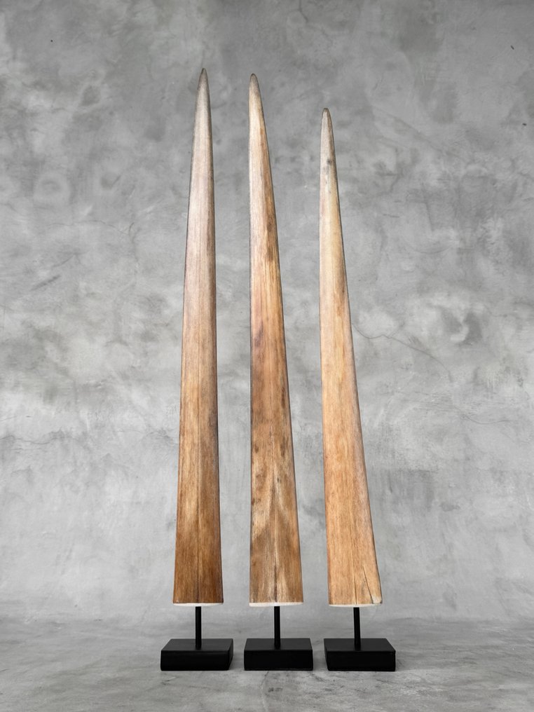 Geen reserveprijs - Indrukwekkende set van 3 zwaardvishoornsnaren op op maat gemaakte voetstukken - Rostrum op een standaard - Xiphias Gladius - 71 cm - 7 cm - 7 cm- Geen-CITES-soort -  (3) #2.1