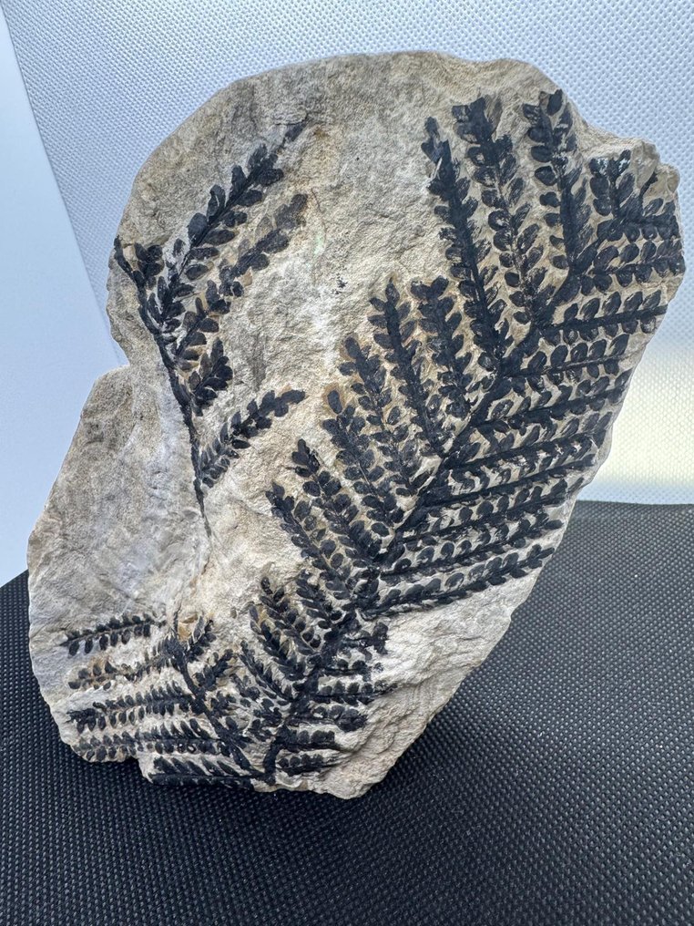 Samambaia - Planta fossilizada - PECOPTERIS - 21 cm - 13 cm (Sem preço de reserva) #1.0