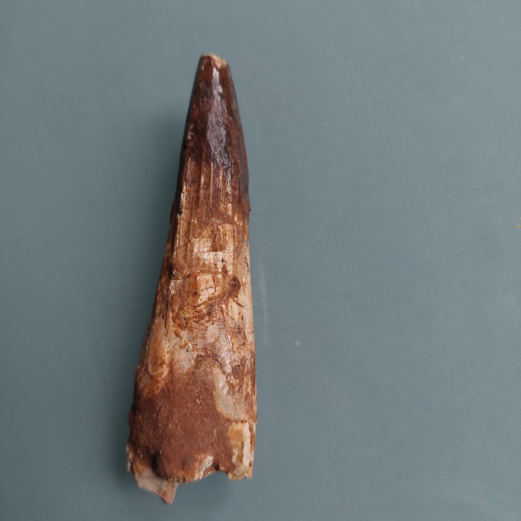 恐龙 - 牙齿化石 - Spinosaurus aegyptiacus - 82 mm - 23 mm #3.2