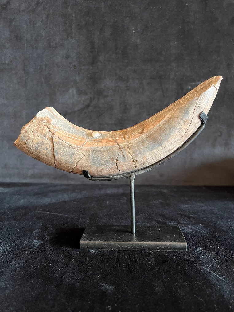 Nilpferd - Fossiler Knochen - Hexaprotodon - 3 cm - 19.5 cm #1.0