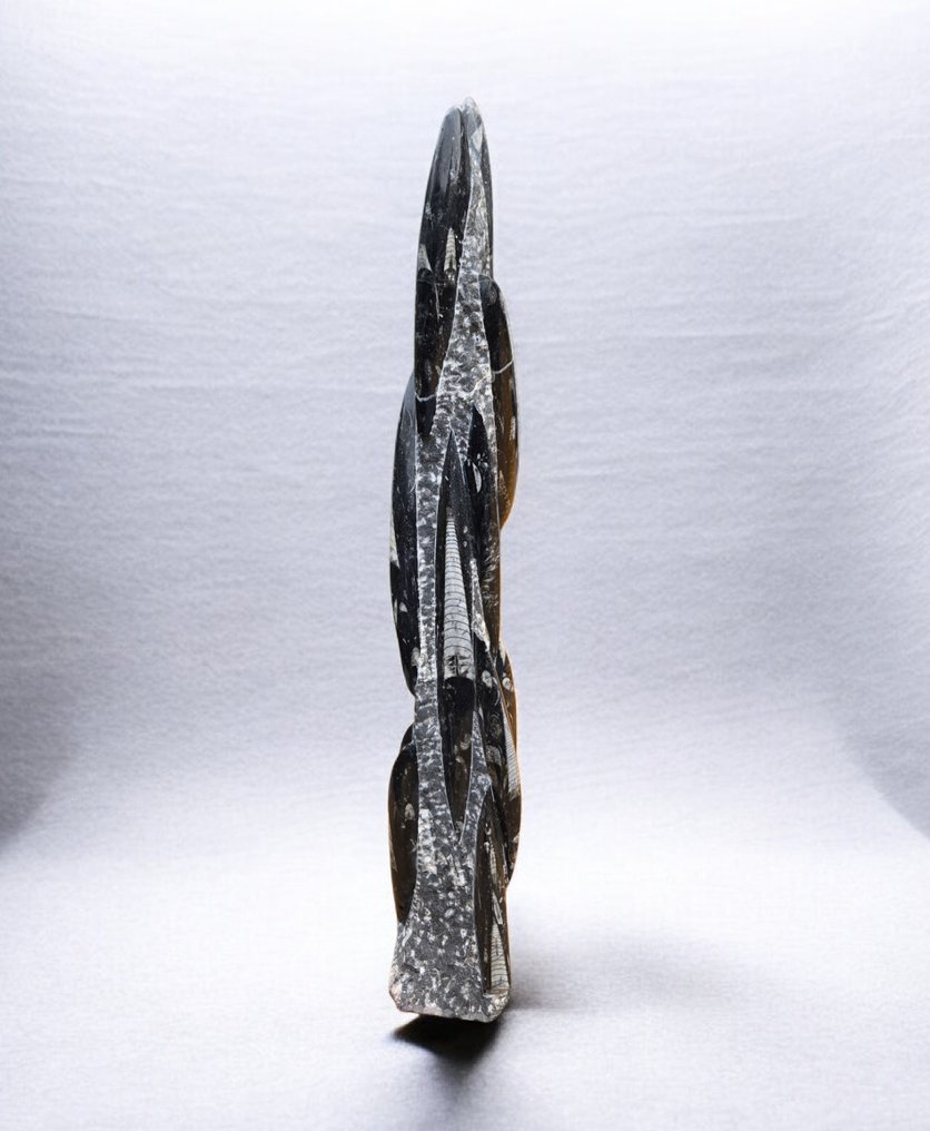 orthoceras zuil - Απολίθωμα πλάκας θνησιμότητας - 55 cm - 16 cm #4.3