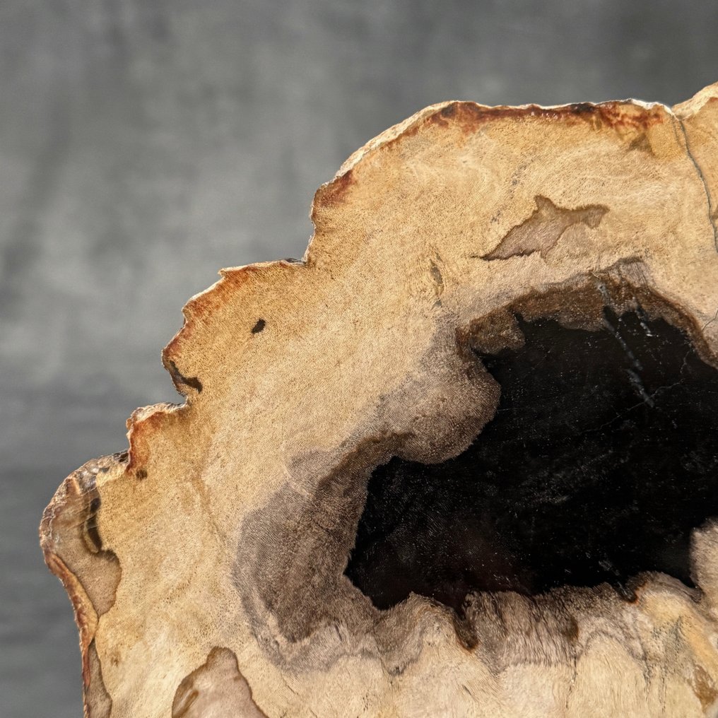 令人惊叹的化石木片,放置在定制底座上。 - 化石木材 (没有保留价) #3.2