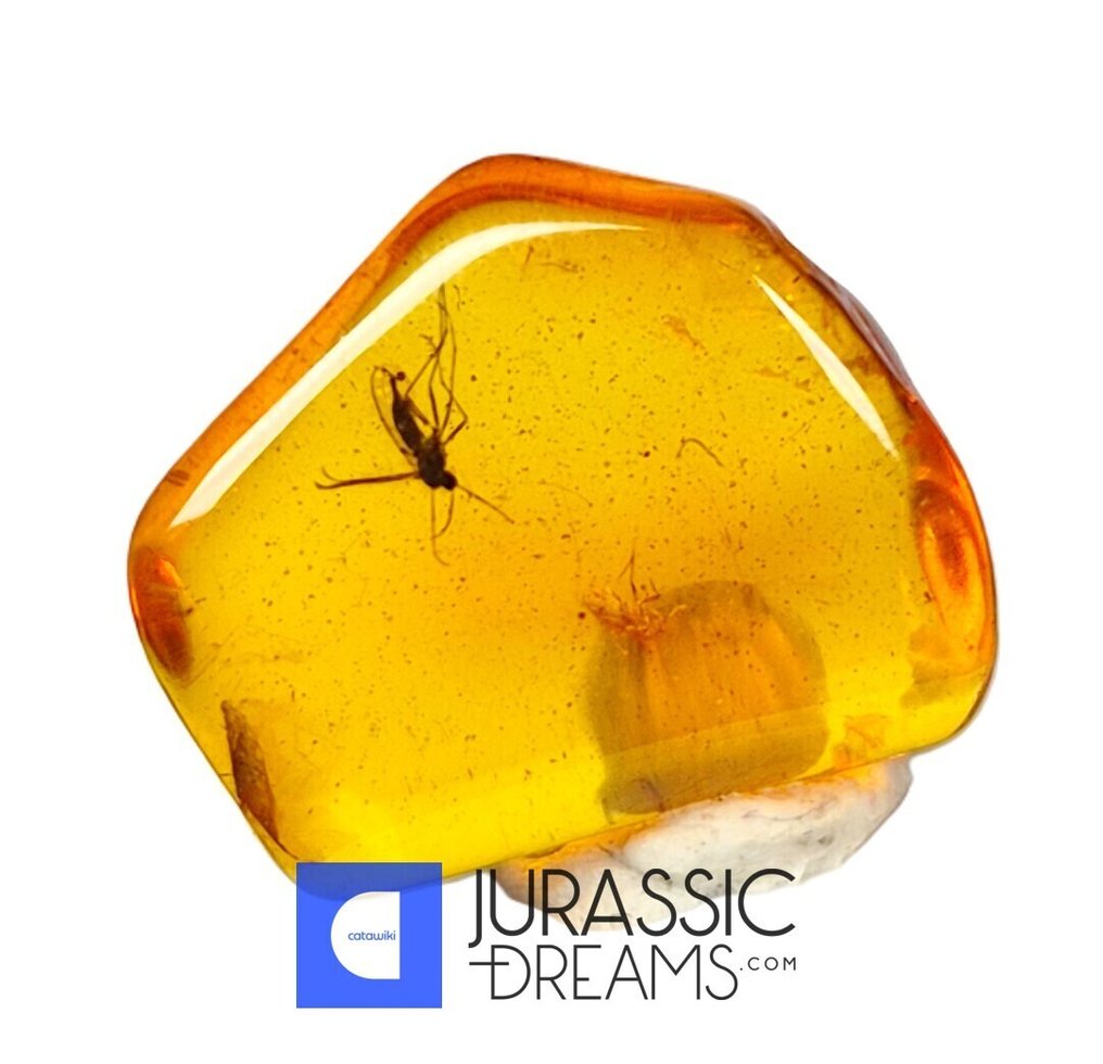 Επίχρισμα από πολύτιμο λίθο WASP Hymenoptera με απολίθωμα σε αυθεντικό κεχριμπάρι Βαλτικής σε - Κεχριμπάρι  (χωρίς τιμή ασφαλείας) #1.0