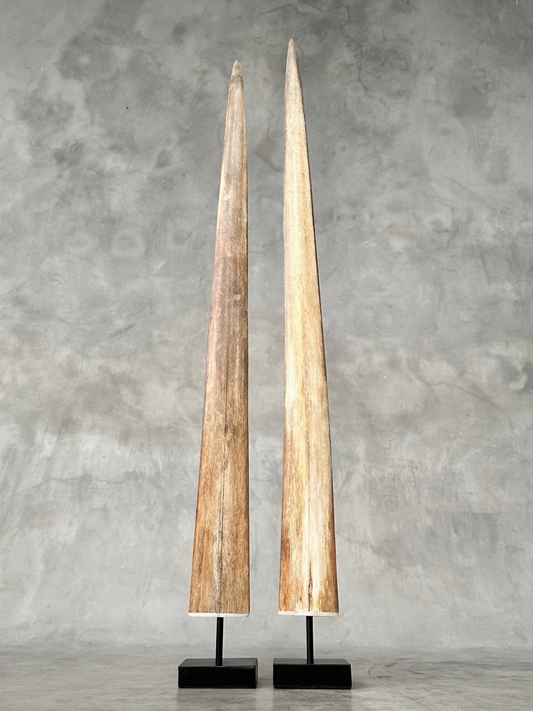 无底价——一对大型剑鱼吻部,放置在定制支架上。 架立式喙飾 - Xiphias Gladius - 73 cm - 7 cm - 7 cm- 非《瀕臨絕種野生動植物國際貿易公約》物種 - (2) #4.3