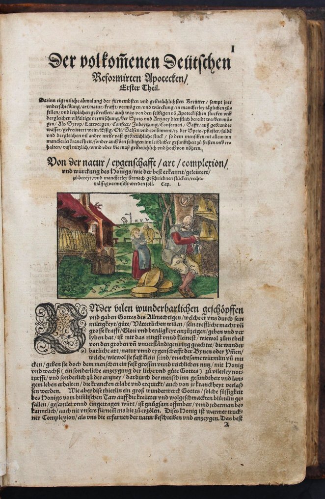 Hermann Walther Ryff - [Kräuterbuch] Reformirte Deütsche Apoteck [Kolorierte Holzschnitte] - 1573 #4.3