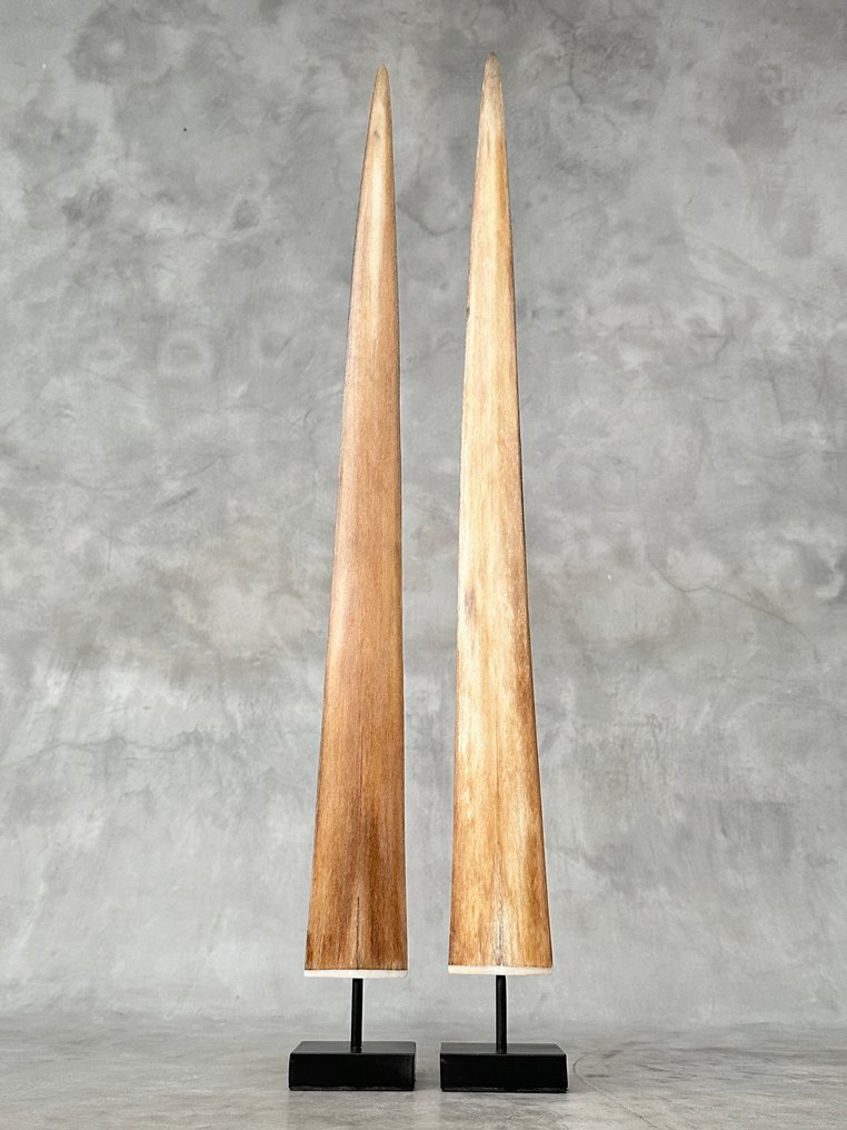 无底价——一对大型剑鱼吻部，放置在定制支架上。 支架上的吻突 - Xiphias Gladius - 72 cm - 7 cm - 7 cm- 非《濒危物种公约》物种 -  (2) #3.2