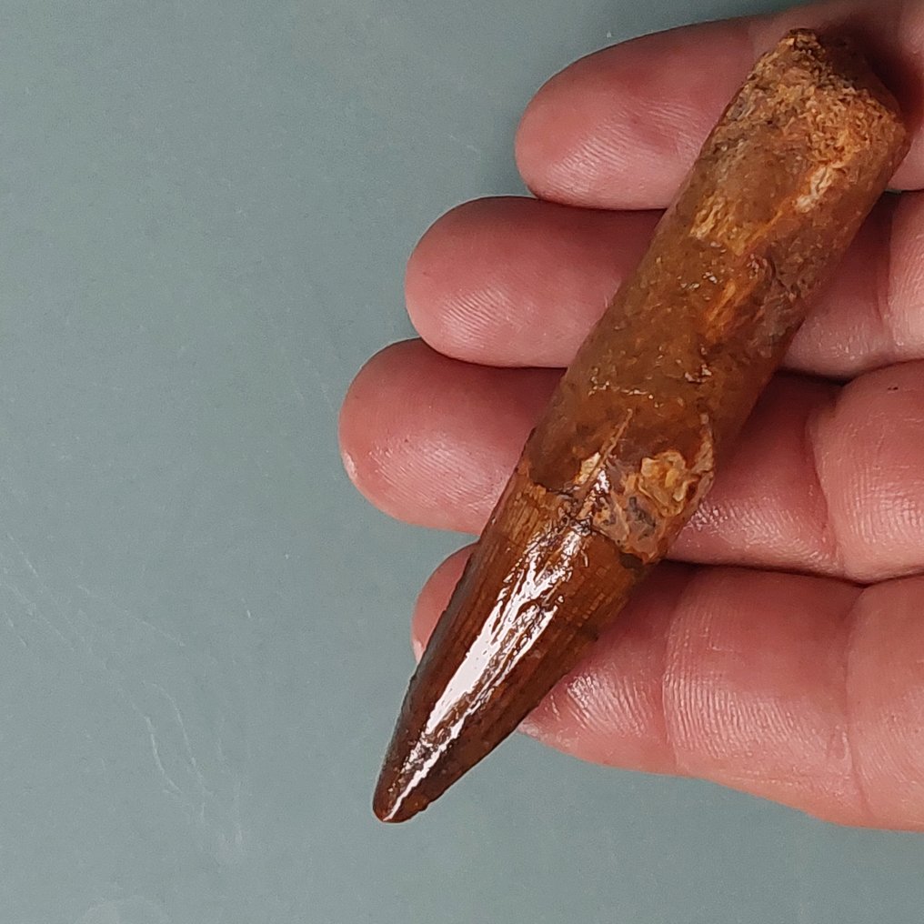 恐龙 - 牙齿化石 - Spinosaurus aegyptiacus - 90 mm - 18 mm  (没有保留价) #1.0