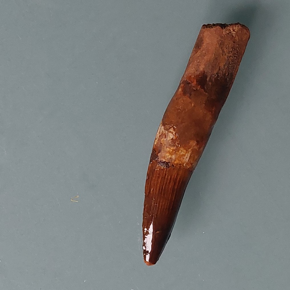 恐龙 - 牙齿化石 - Spinosaurus aegyptiacus - 90 mm - 18 mm  (没有保留价) #1.0