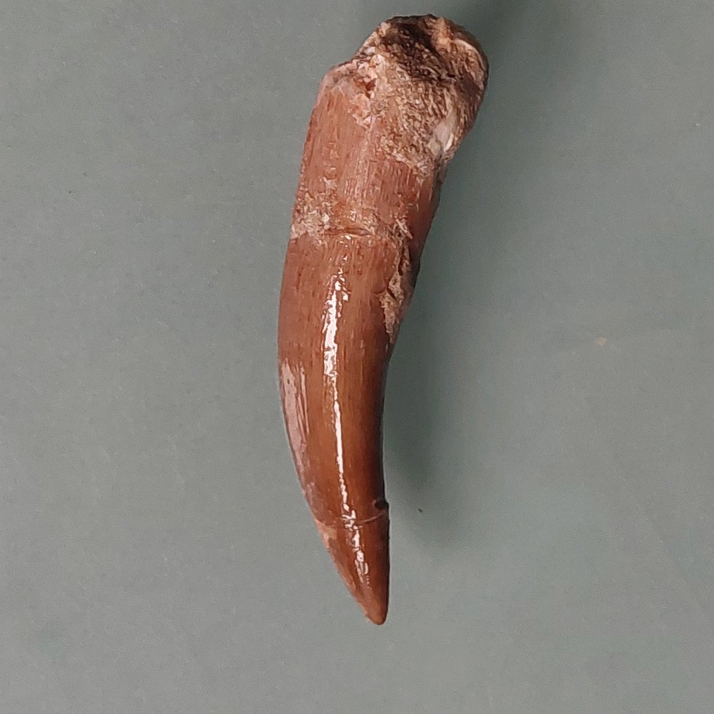 Δεινόσαυρος - Απολιθωμένο δόντι - Plesiosaurus - 55 mm - 12 mm  (χωρίς τιμή ασφαλείας) #1.0