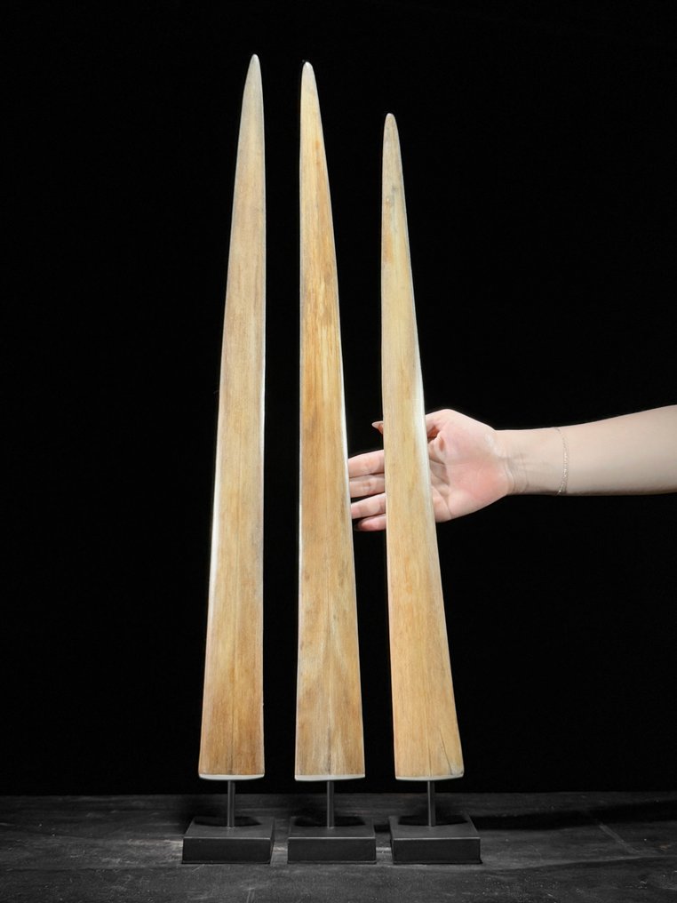Geen reserveprijs - Indrukwekkende set van 3 zwaardvishoornsnaren op op maat gemaakte voetstukken - Rostrum op een standaard - Xiphias Gladius - 71 cm - 7 cm - 7 cm- Geen-CITES-soort -  (3) #1.0