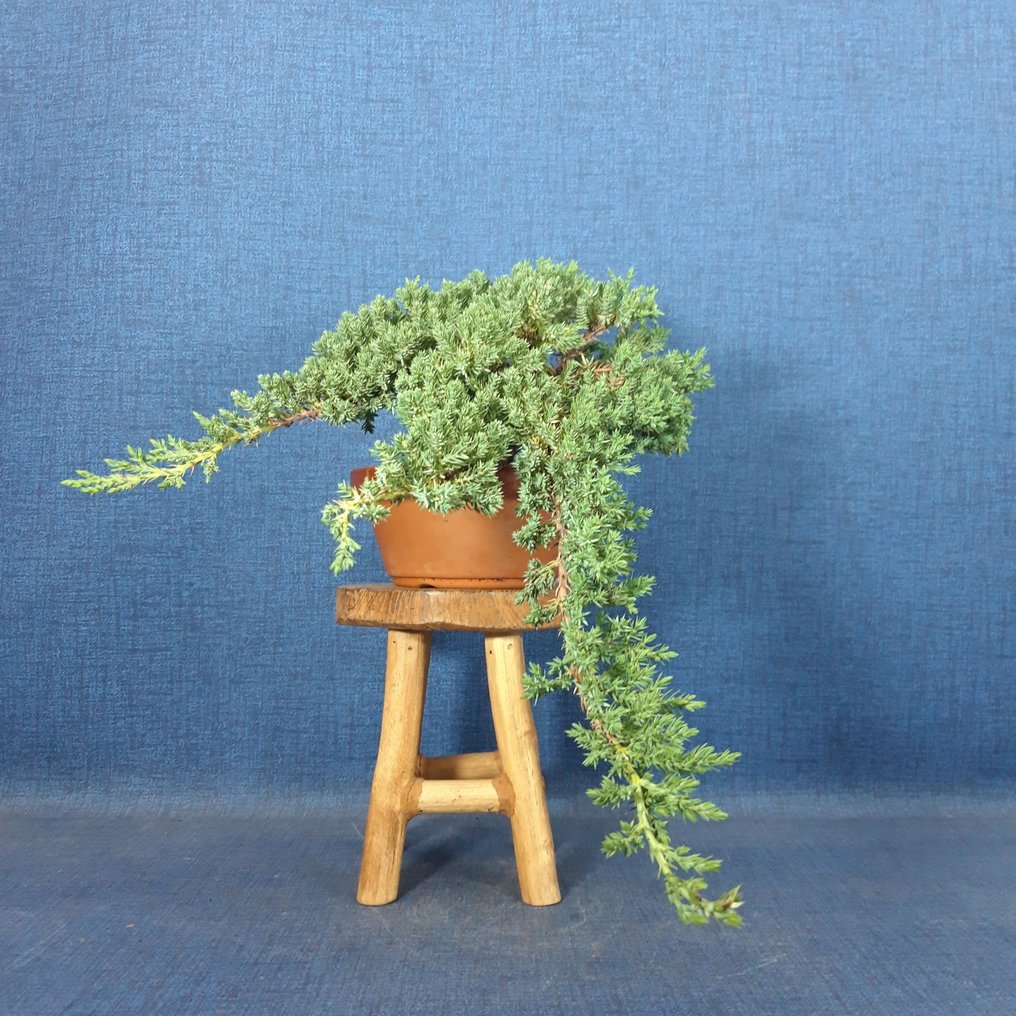Juniper bonsai (Juniperus) - Height (Tree): 29 cm - Depth (Tree): 37 cm - Spain #2.1
