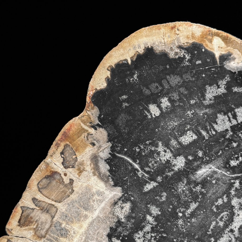 Εντυπωτικό μεγάλο κομμάτι πετρωμένου ξύλου σε ειδική βάση. - Απολιθωμένο ξύλο  (χωρίς τιμή ασφαλείας) #3.2