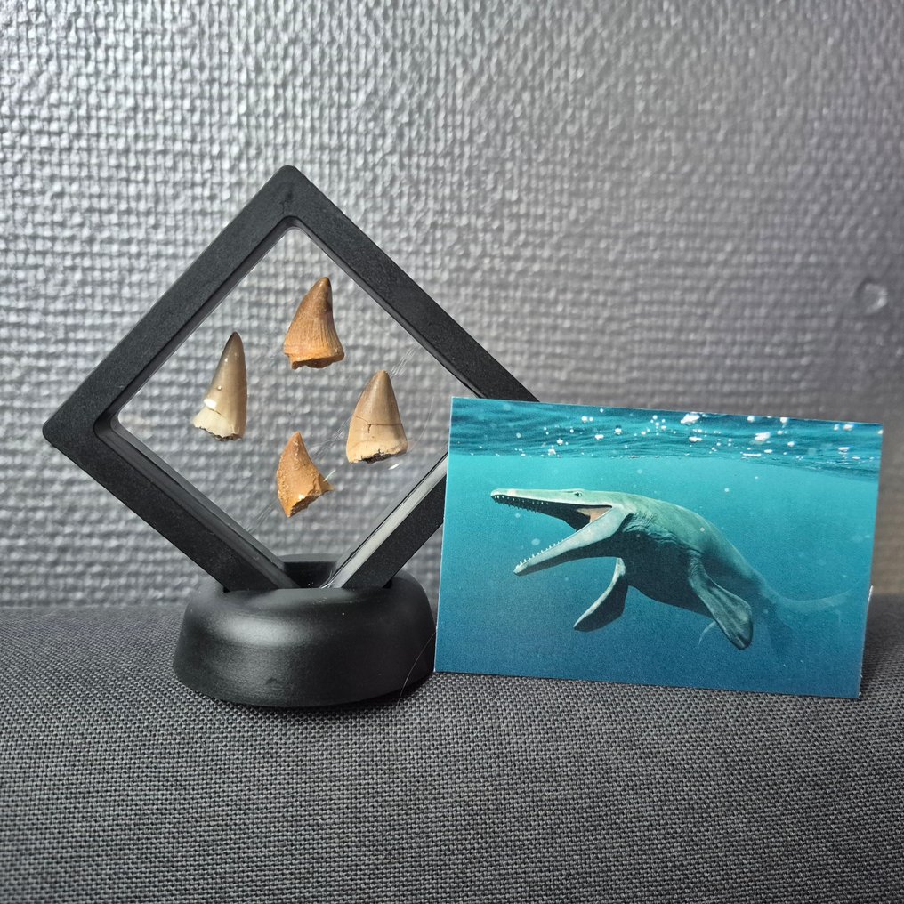 Dinosaur Tand - Mosasaurus - 7 cm - 5 cm - 7 cm - (4) #1.0
