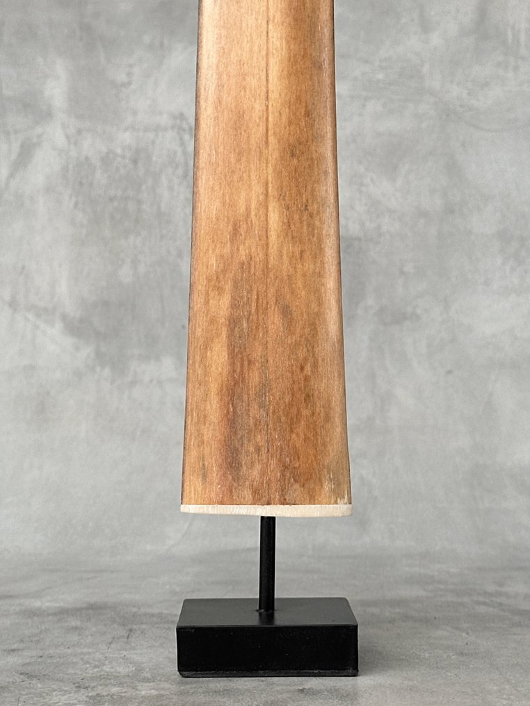 无底价 - 一只大型剑鱼吻部,装在定制底座上 支架上的吻突 - Xiphias Gladius - 72 cm - 7 cm - 7 cm- 非《濒危物种公约》物种 - (1) #4.3