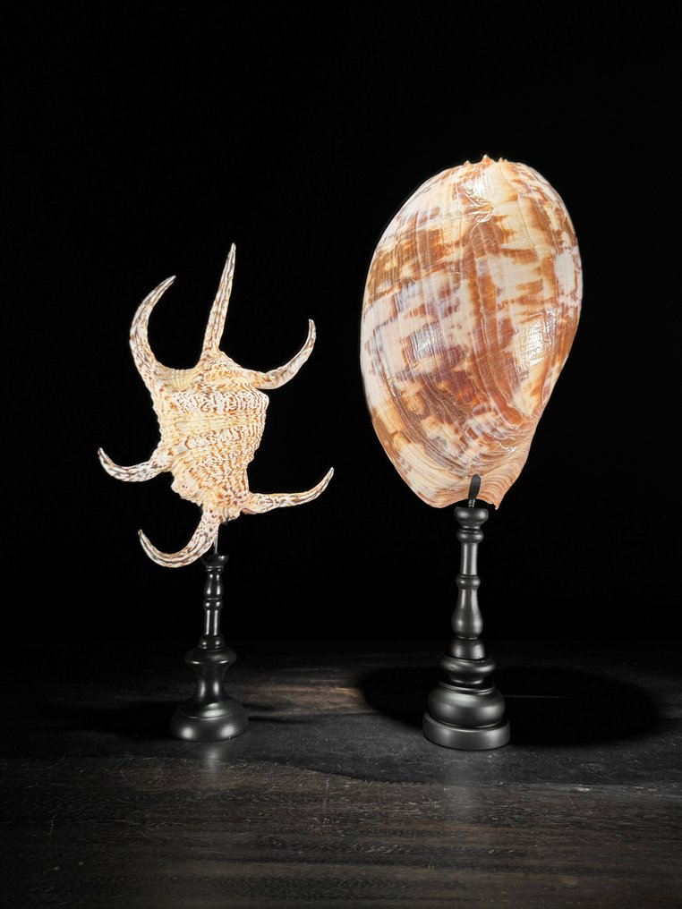 Ένα ζευγάρι θαλάσσιων κοχυλιών σε ειδικές βάσεις - Spider Conch Shell και Melo amphora. Κοχύλι - Melo Amphora and Lambis lambis (χωρίς τιμή ασφαλείας) #1.0