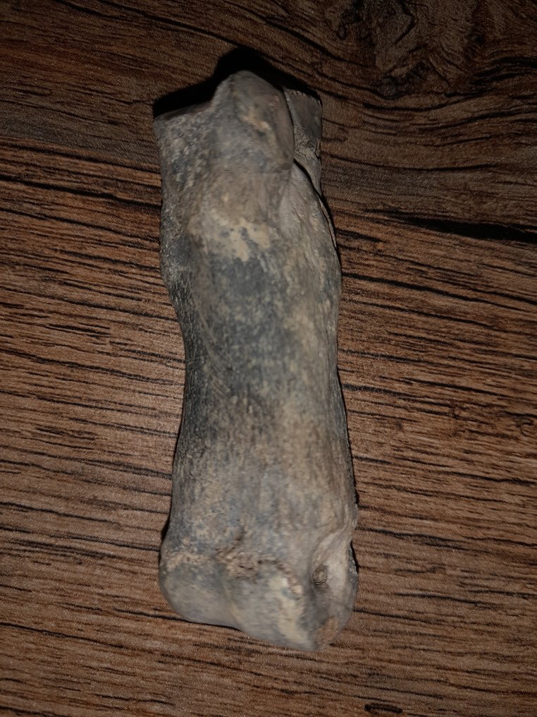 Hipopótamo comum - Osso fóssil - Hippopotamus lemerlei #1.0