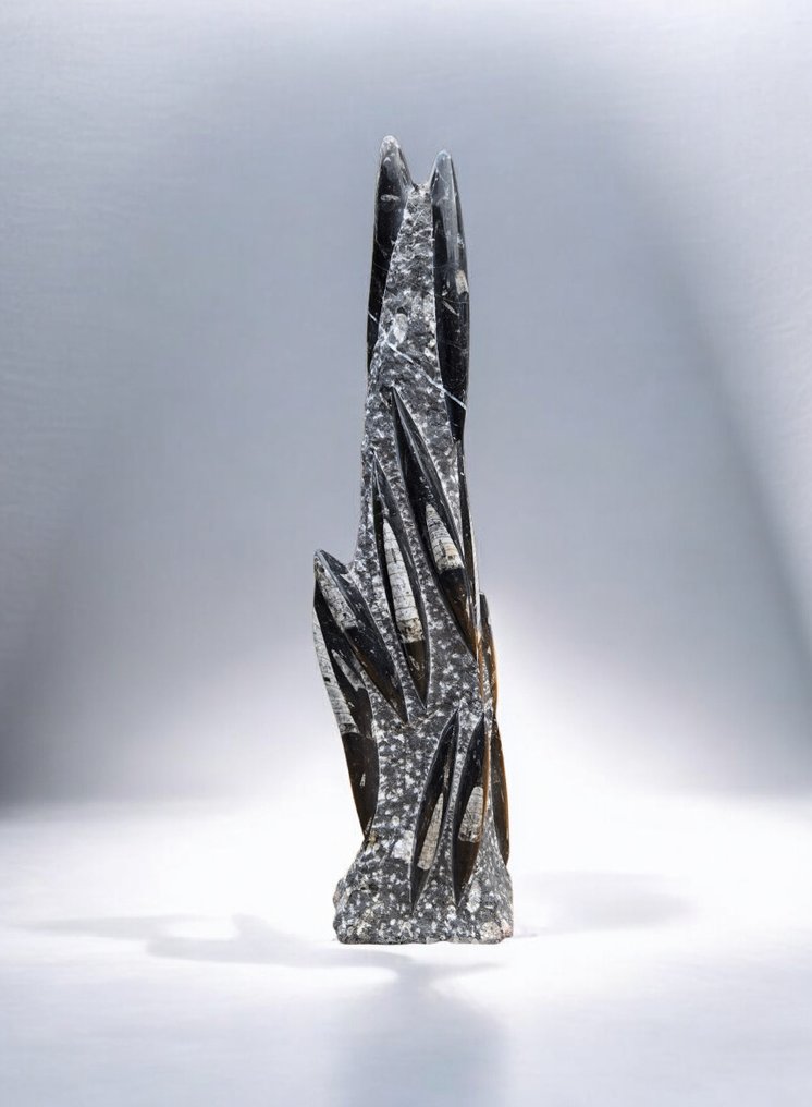 orthoceras zuil - Απολίθωμα πλάκας θνησιμότητας - 55 cm - 16 cm #1.0