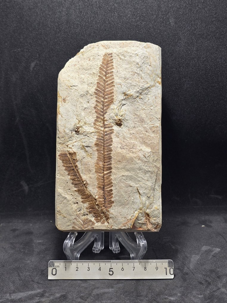 Fern - Απολιθωμένη μήτρα - Pecopteris apicalis  (χωρίς τιμή ασφαλείας) #1.0