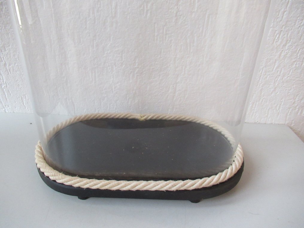 Campânula de vidro - Vidro e madeira - 1900-1910 #2.1