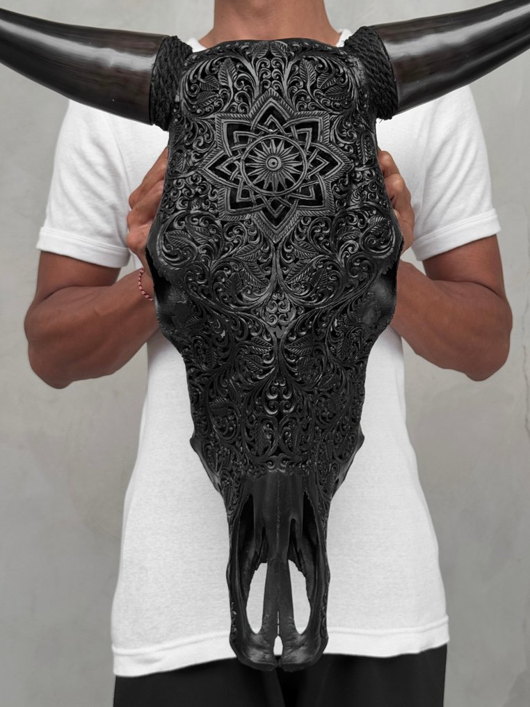 无底价 - 大型黑色雕刻公牛头骨 - 星星曼陀罗图案 雕刻頭骨 - Bos Taurus - 57 cm - 63 cm - 16 cm- 非《瀕臨絕種野生動植物國際貿易公約》物種 -  (1) #1.0