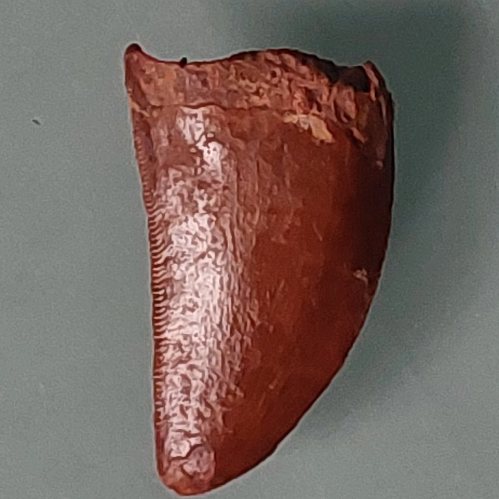 Δεινόσαυρος - Απολιθωμένο δόντι - Carcharodontosaurus sp. - 30 mm - 18 mm #2.1