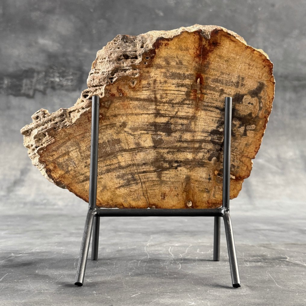 令人惊叹的化石木片,放置在定制底座上。 - 化石木材 (没有保留价) #1.0