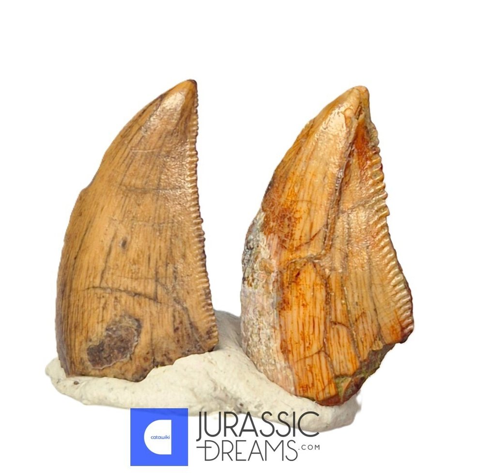 Fosszilis fogak - Set of 2 Unusual Huge Serrated Majungasaurus crenatissimus Abelisaurid Dinosaur Teeth  (Nincs minimálár) #4.3