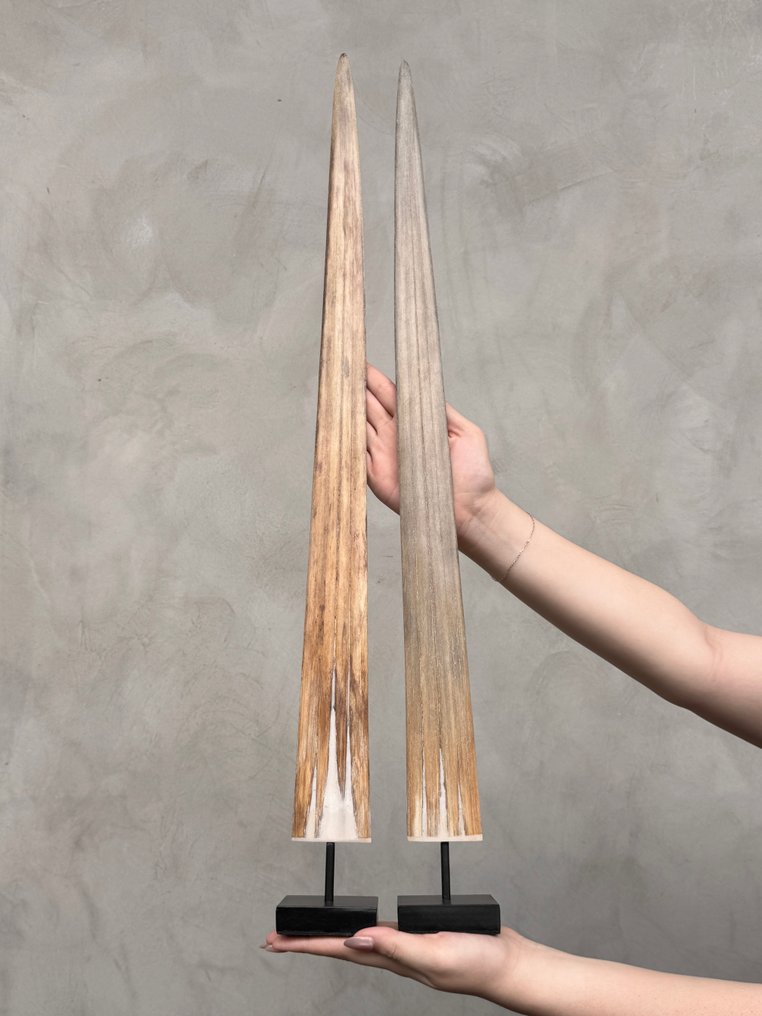 无底价——一对大型剑鱼吻部，放置在定制支架上。 架立式喙飾 - Xiphias Gladius - 72 cm - 7 cm - 7 cm- 非《瀕臨絕種野生動植物國際貿易公約》物種 -  (2) #2.1