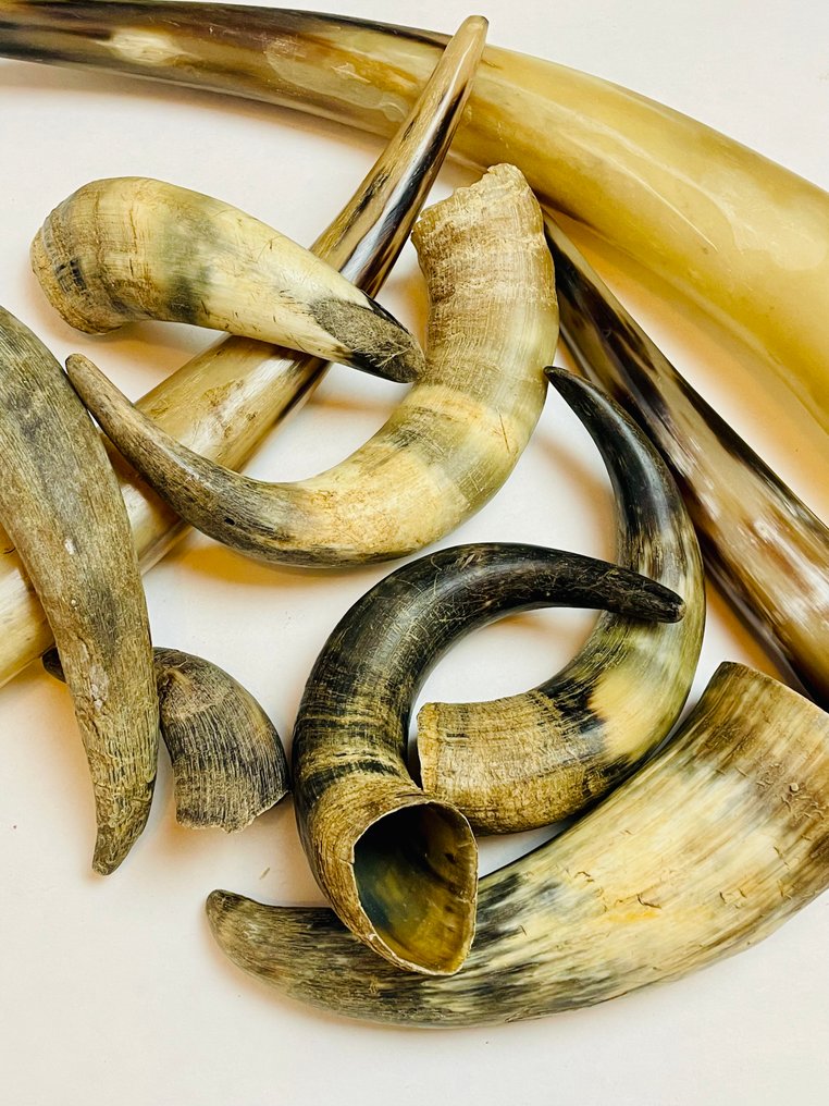 牛 角 - Bos taurus - 47 cm - 7 cm - 7 cm- 非《濒危物种公约》物种 -  (10) #1.0