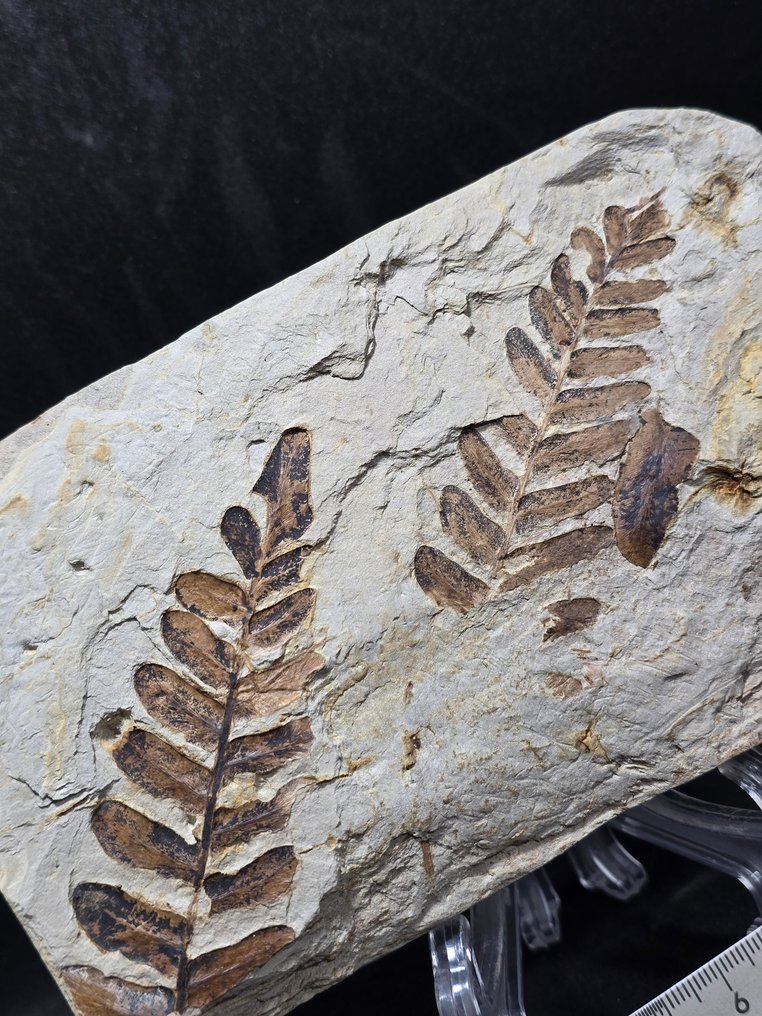 化石工厂 - 矩阵化石 - Neuropteris ovata  (没有保留价) #4.3